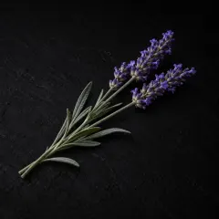 Lavanda